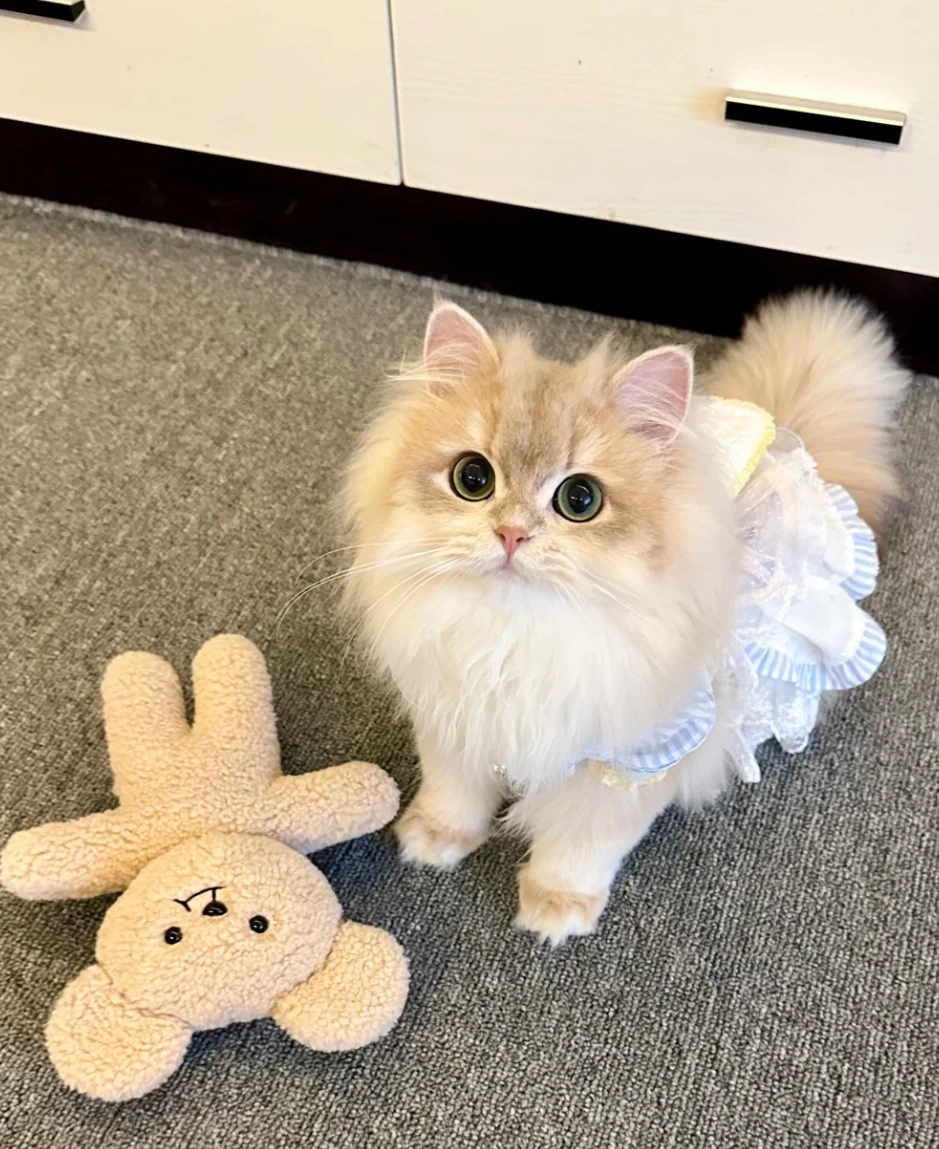 Cat sitting beside a soft pet toy at home