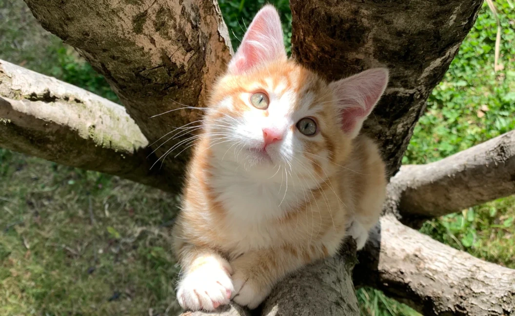 Orange cat resting in a tree