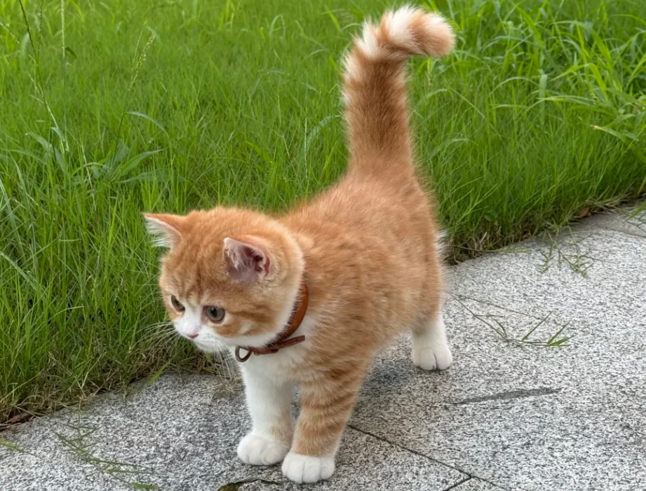 Orange cat walking outdoors