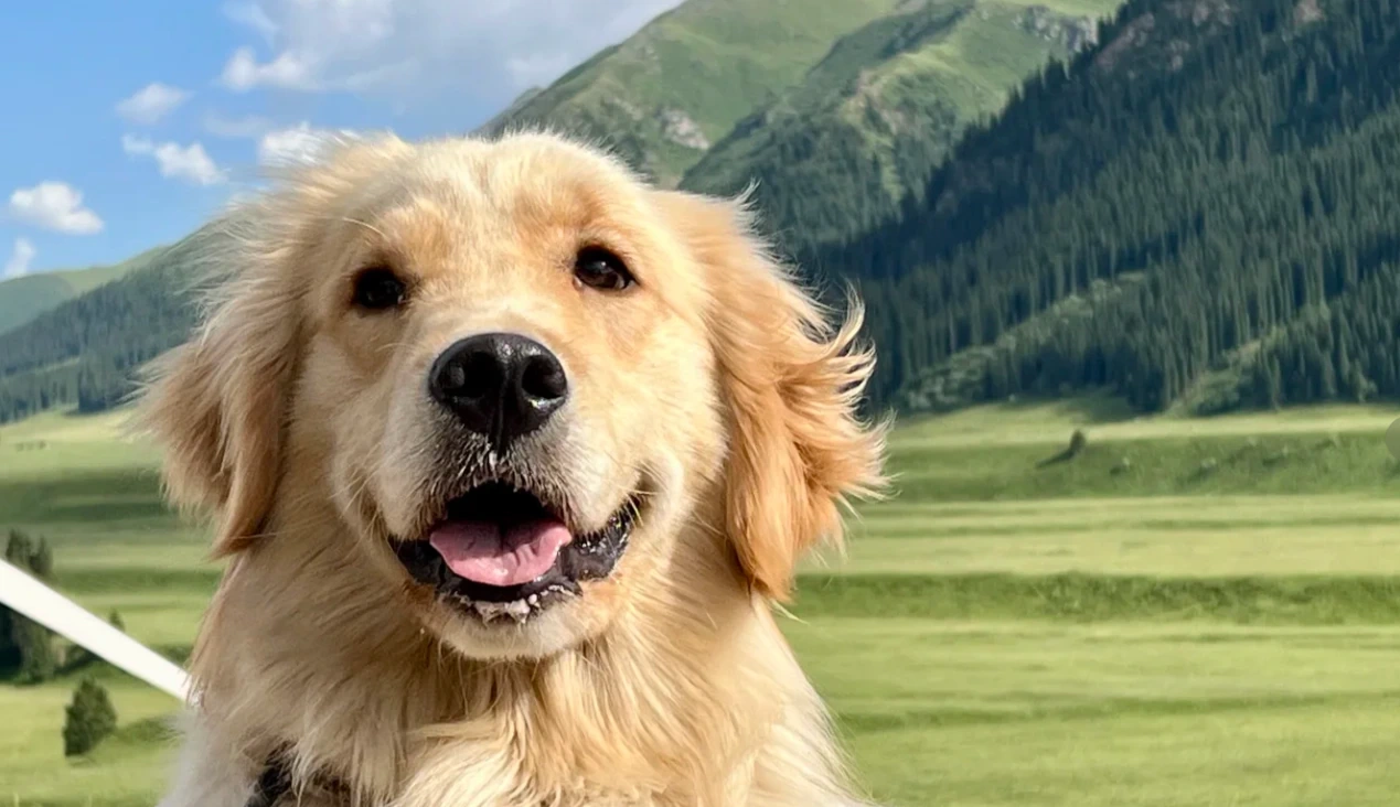 Golden retriever in front of a mountain landscape